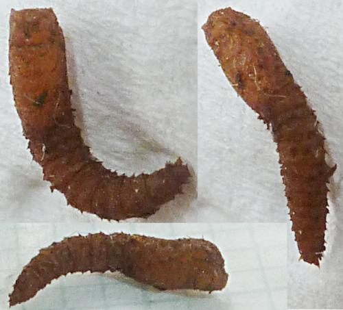 Sylvicola sp.